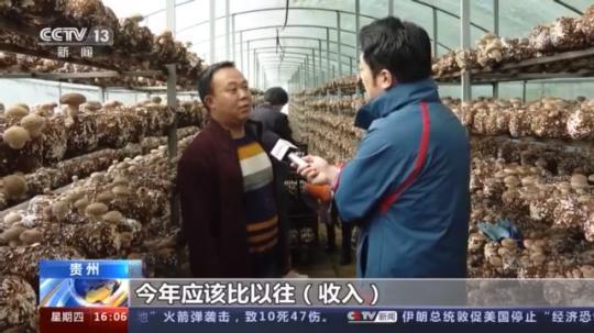 種蘑菇、養駱駝...。。特色產業助力鄉村振興走新路