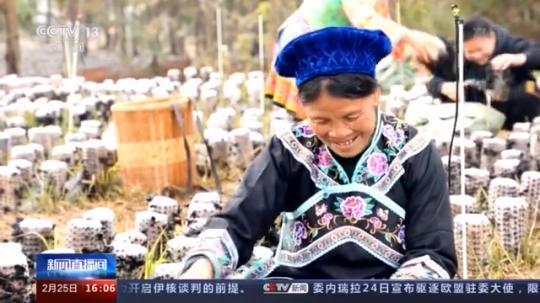 種蘑菇、養駱駝...。。特色產業助力鄉村振興走新路