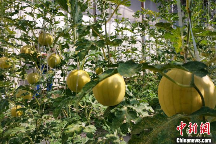 圖為康馬縣大棚內的金太陽西瓜?！⒔ㄜ?攝
