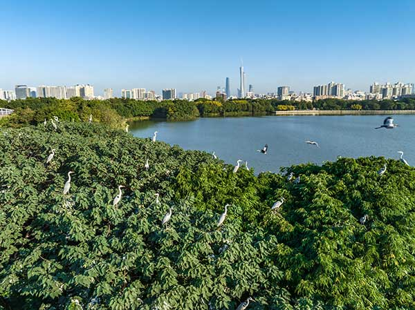 廣州海珠國家濕地公園一角。公園供圖