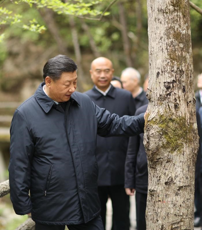2020年4月20日，中共中央總書記、國家主席、中央軍委主席習近平在陜西考察調研。這是習近平在位于商洛市柞水縣的秦嶺牛背梁國家級自然保護區，考察秦嶺生態保護情況。 新華社記者 鞠鵬 攝