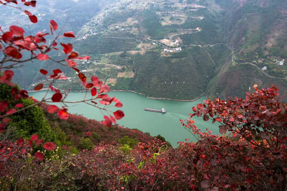 船舶行駛在紅葉掩映下的長江三峽重慶市巫山縣水域（2023年11月30日攝）。新華社記者 肖藝九 攝