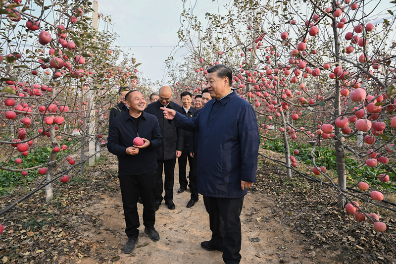 2022年10月26日，習近平總書記在陜西省延安市安塞區高橋鎮南溝村的蘋果園里同老鄉們親切交流。
