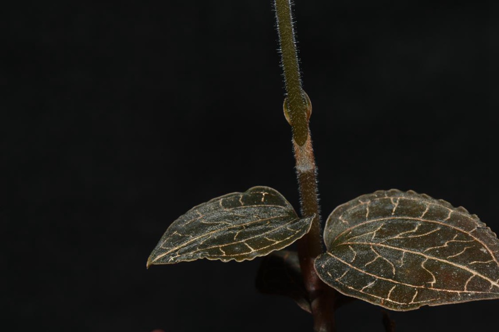 墨脫金線蘭。金效華攝