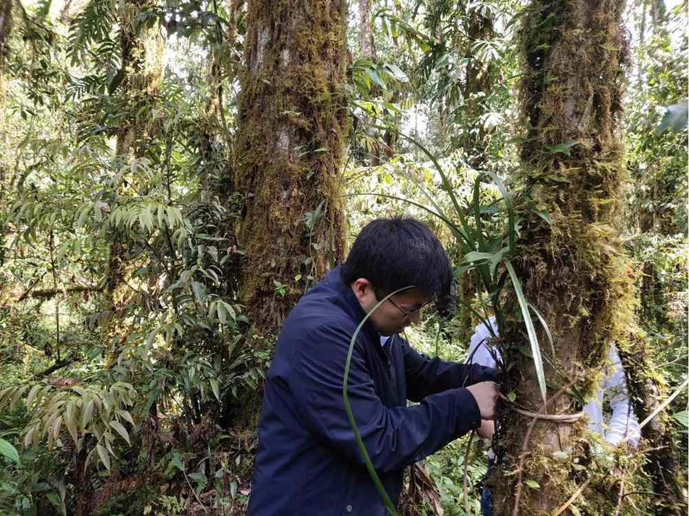 蘭花歸野。圖片由山水自然保護中心提供