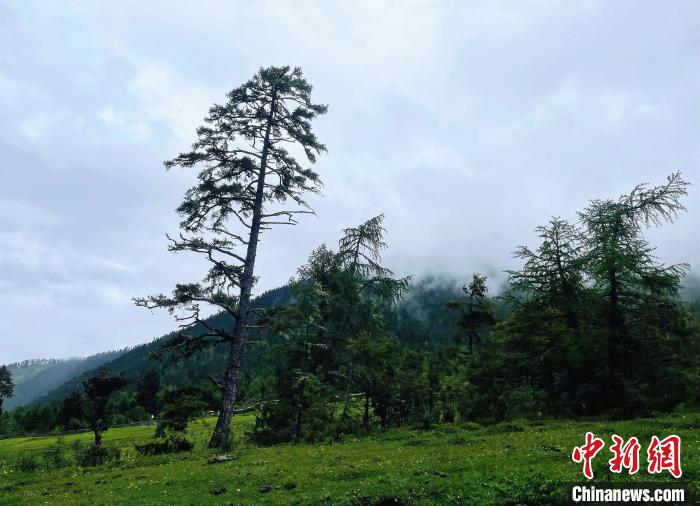 6月10日，魯朗小鎮高山牧場景區風光?！∪轿木?攝