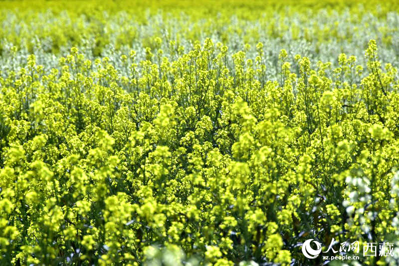 盛開的小油菜花。人民網 李海霞攝