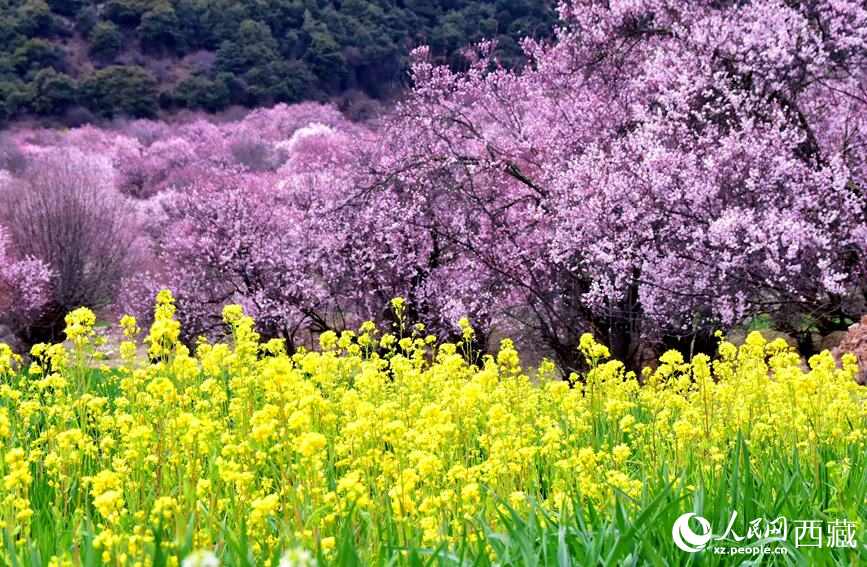 桃花與油菜花勾勒出別樣風景。 人民網 李海霞攝