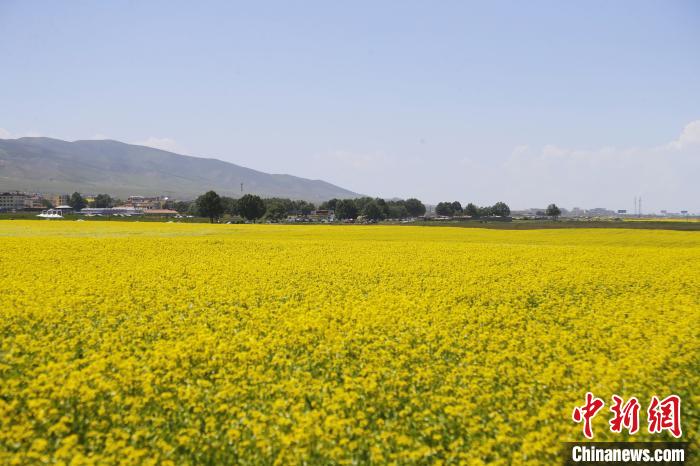 圖為青海湖畔油菜花海?！●R銘言 攝