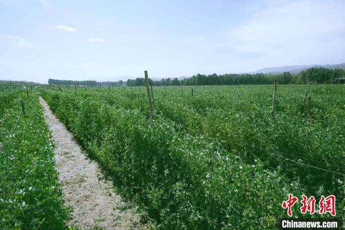 天?？h高原綠色(有機)蔬菜基地種植的食用莢豆?！￡I道華 攝