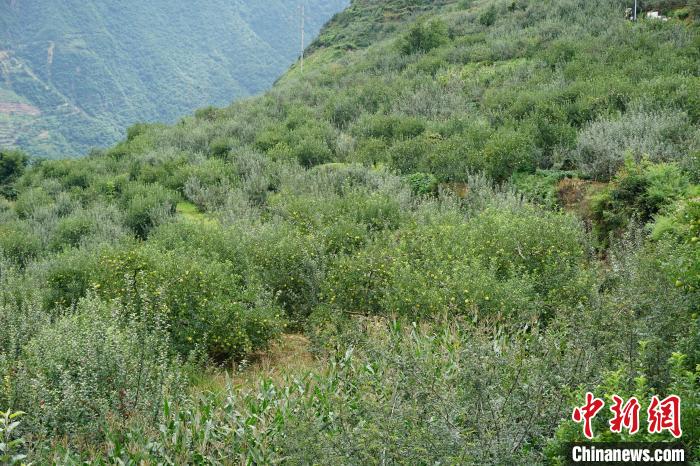黃草坪村蘋果基地?！∽g 攝