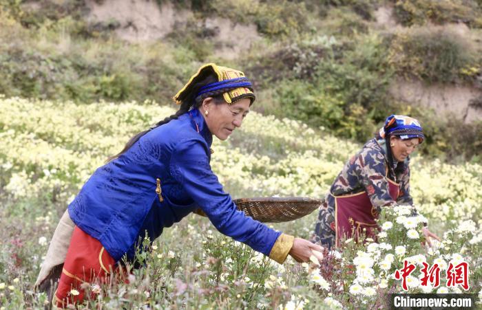 黑水村民在采摘杭白菊。桐鄉市宣傳部提供