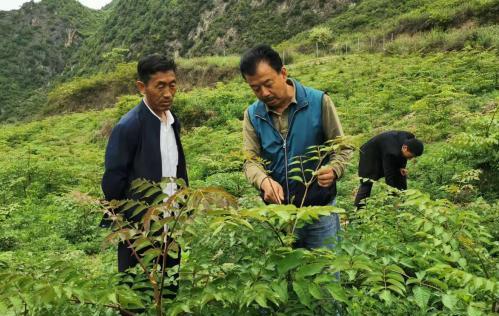 圖為張金利調研適合阿拉村種植的農作物，經過不斷改良技術后，產量大大提高。(資料圖)甘肅省水利廳供圖