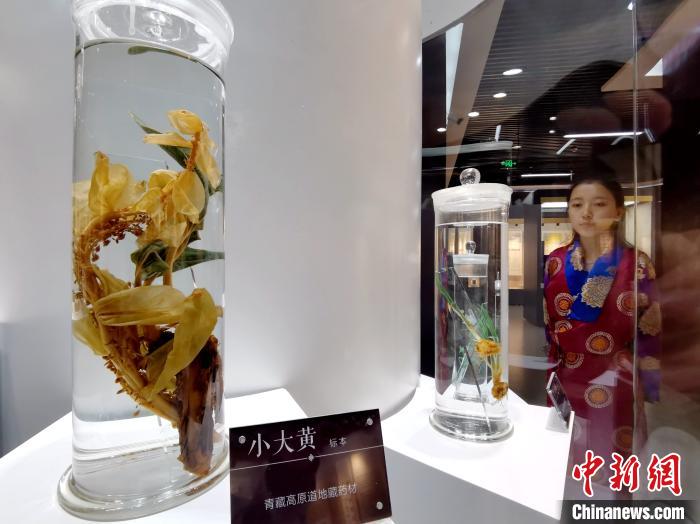 青海大學民族醫學博物館揭牌展示三十五種中國民族醫藥