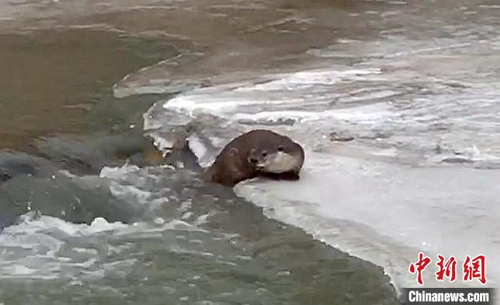 冰面上的國家二級保護動物小爪水獺。視頻截圖
