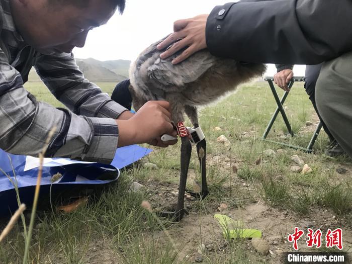 圖為研究人員為黑頸鶴佩戴GPS跟蹤設備。祁連山國家公園青海省管理局供圖