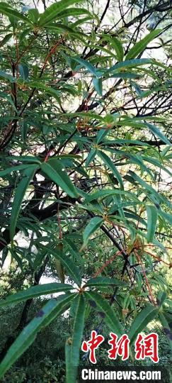 被稱為植物界“大熊貓”的五小葉槭植物?！】刀ㄊ形麄鞑抗﹫D