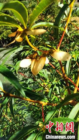 康定沙絨鄉境內發現的五小葉槭植物?！】刀ㄊ形麄鞑抗﹫D