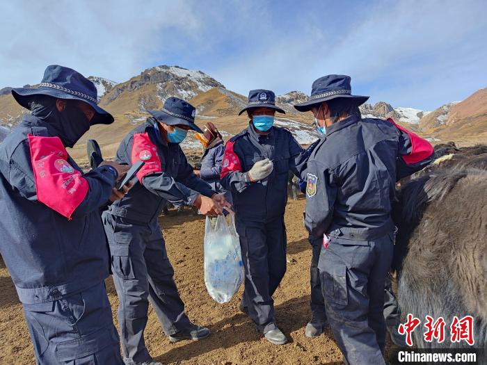 圖為義警隊員協助工作人員為牦牛接種疫苗?！∏嗪９逯莠斍呖h公安局下大武派出所供圖