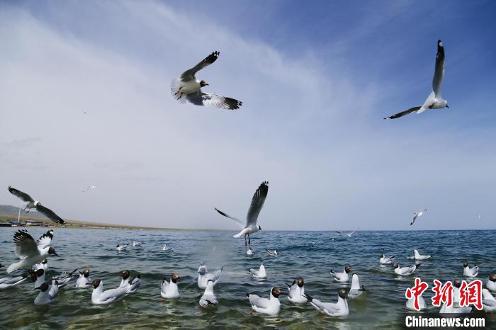 圖為水鳥在青海湖飛翔?！●R銘言 攝