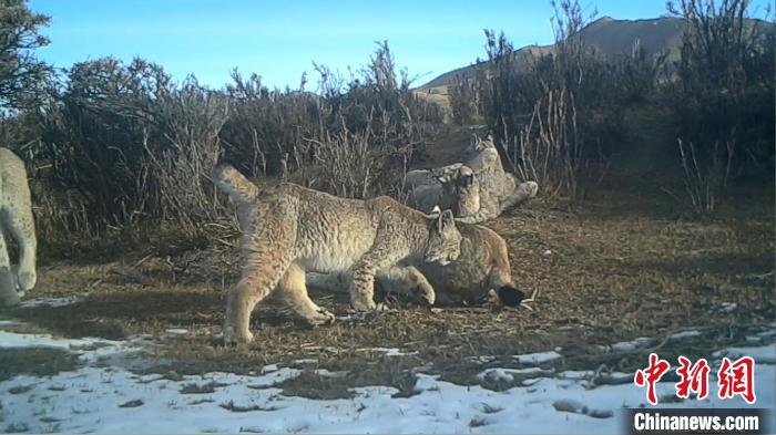 圖為紅外相機拍攝到的猞猁?！∑钸B山國家公園青海省管理局供圖