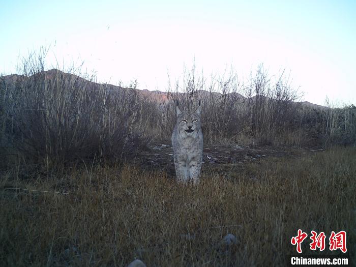 祁連山國家公園（青海）：猞猁野外繁育創造世界新紀錄