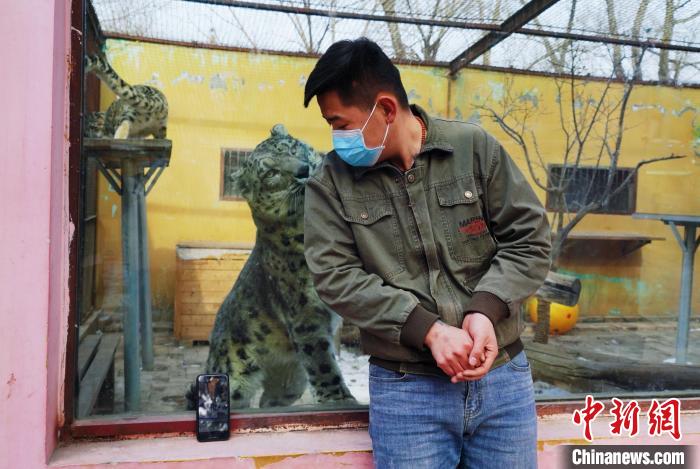 圖為雪豹“奶爸”史壽軍直播休息時與雪豹互動?！●R銘言 攝