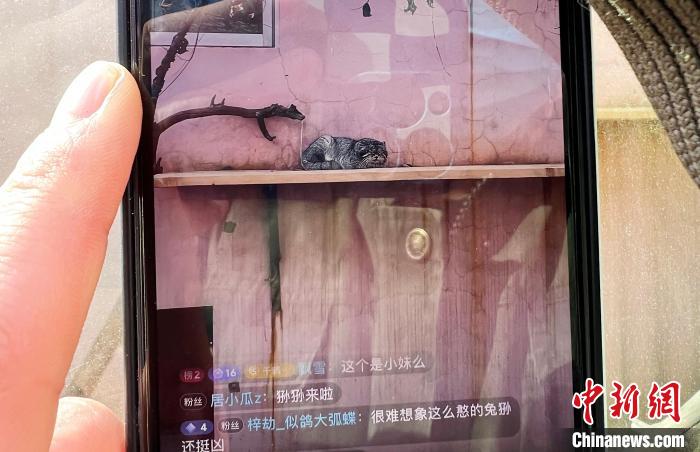 圖為雪豹“奶爸”史壽軍正在直播?！●R銘言 攝
