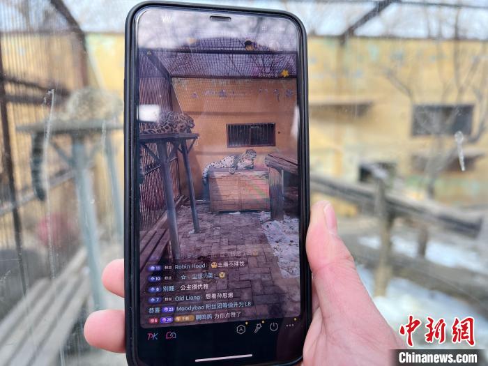 圖為雪豹“奶爸”史壽軍正在直播?！●R銘言 攝
