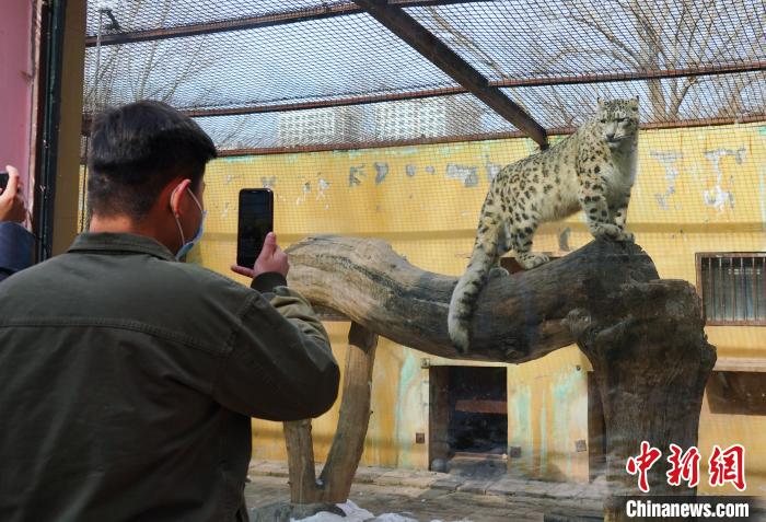 圖為雪豹“奶爸”史壽軍正在直播?！●R銘言 攝