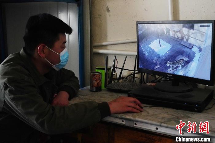 圖為雪豹“奶爸”史壽軍通過監控察看雪豹情況?！●R銘言 攝