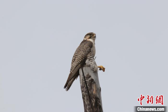 青?，斂珊訃覞竦毓珗@鳥類監測達44種