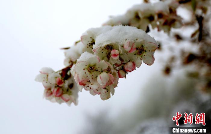 花兒被冰雪覆蓋?！±钣腊?　攝