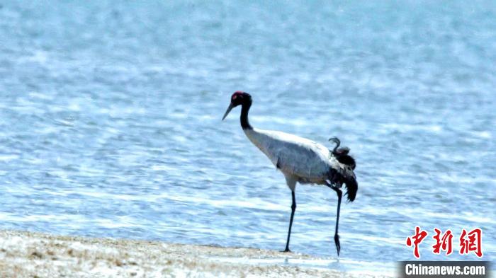 圖為黑頸鶴在青海湖畔散步?！《砣詹囟?攝