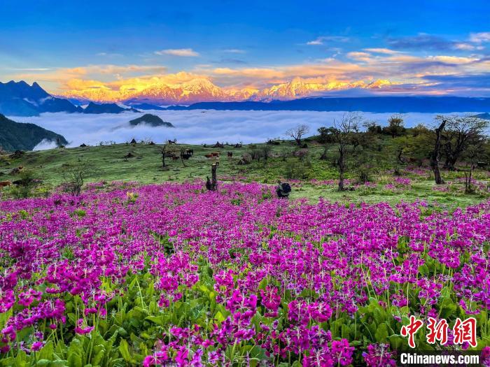 春天的牛背山花海?！∮稳仄?攝