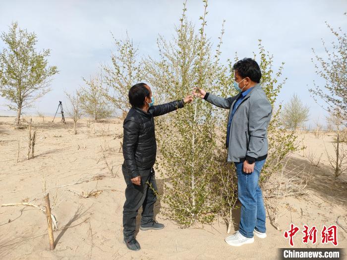 柴達木盆地的護林員：守護，只為那一片綠