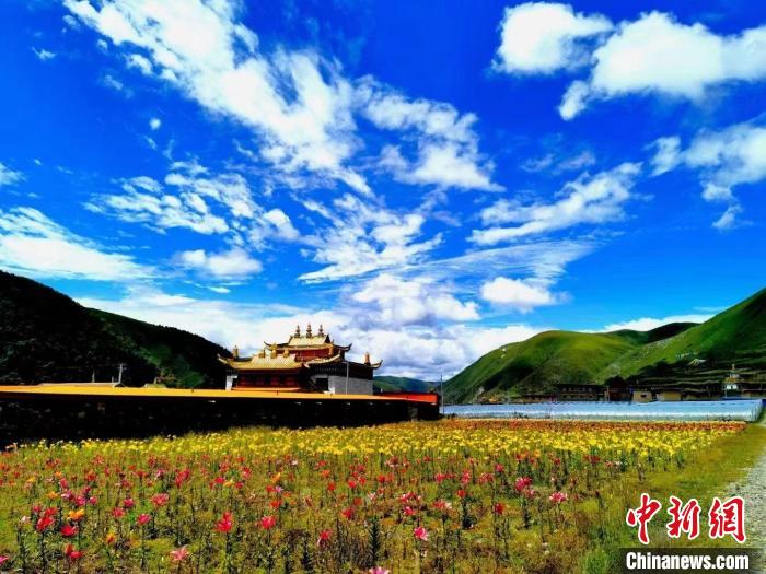 近百畝百合花競相開放，景色誘人?！∪捞量h委宣傳部供圖