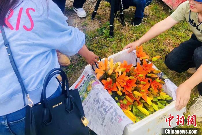 村民采摘百合花?！∪捞量h委宣傳部供圖