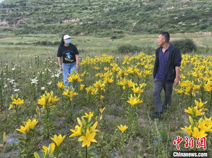 村民采摘百合花?！∪捞量h委宣傳部供圖