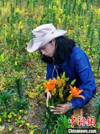 村民采摘百合花?！∪捞量h委宣傳部供圖