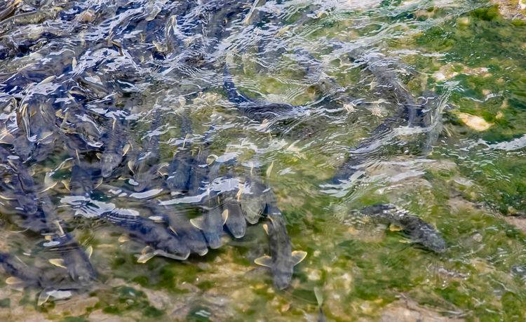 青海湖裸鯉（湟魚）洄游。周元峰攝