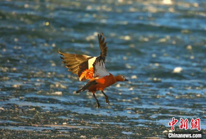 圖為赤麻鴨貼著水面飛行?！“兹斩〔冀?攝