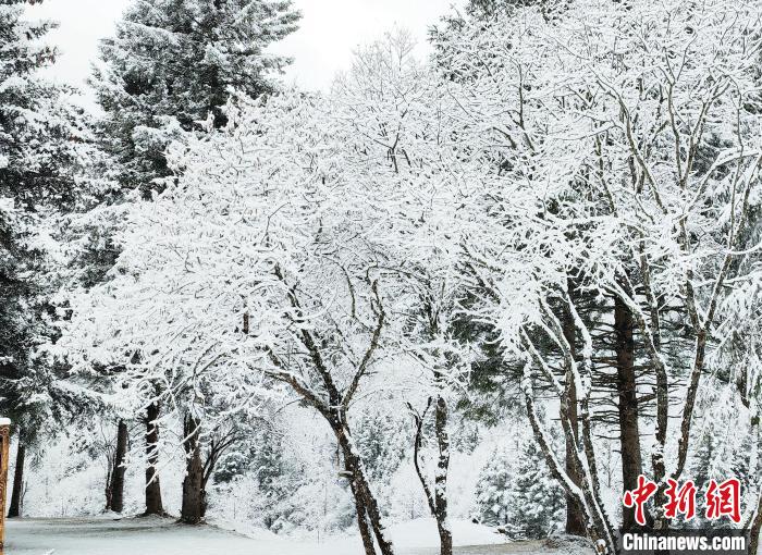 大熊貓國家公園王朗片區春雪如畫，宛若仙境?！×_春平 攝