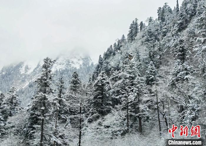 大熊貓國家公園王朗片區春雪如畫，宛若仙境?！×_春平 攝