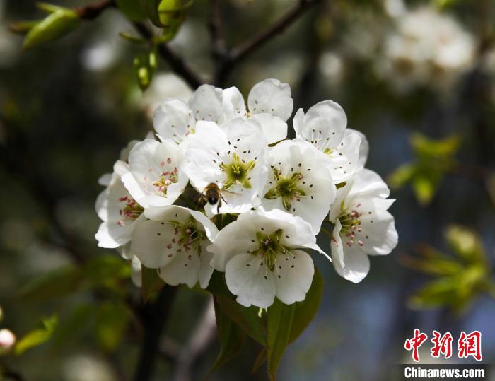 圖為盛開的梨花?！∑钤鲚?攝