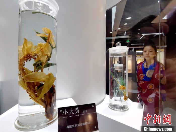 青海中藏醫藥發展提速：建設一批重點?？茖W科，推廣一批適宜技術