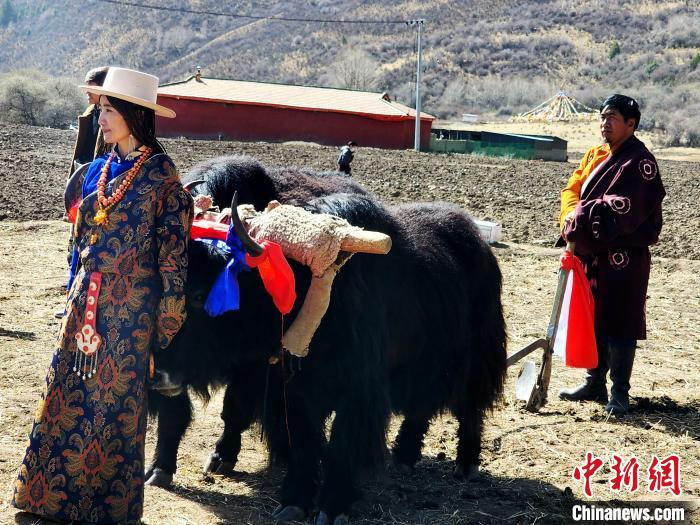 圖為藏族民眾牽著耕牛參加春耕儀式?！⊥觖惿?供圖