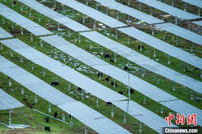 柯拉光伏板距地面高度超過1.8米，可滿足植被生長需要，又能保障牛羊放牧空間，實現“牧光”互補?！⒅铱?攝