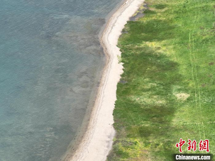 圖為航拍仲夏時節，青海湖畔綠茵如毯?！∑钤鲚?攝