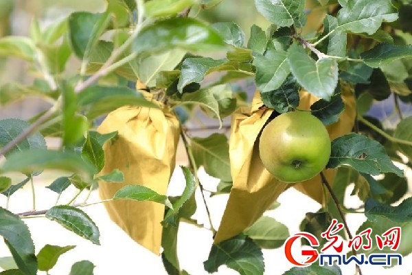 我們的家園｜小蘋果帶動大產業，帶你看看這座阿壩州小村的鄉村振興新模式